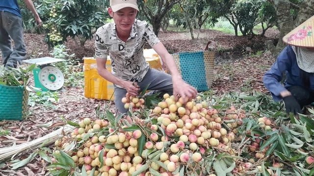 vai-thanh-ha.jpg
