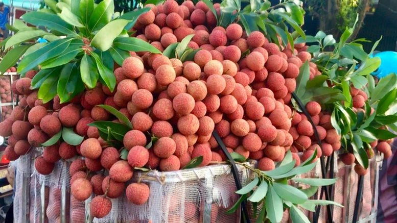 vai-xuat-khau.png