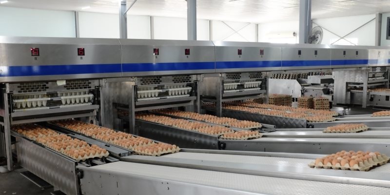 “Cỗ máy” sản xuất 1 triệu quả trứng/ngày của tỷ phú Trần Đình Long: Nuôi 1,2 triệu con gà, vận hành bằng robot châu Âu