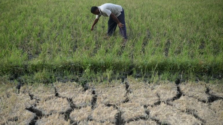 Siêu El Nino chưa từng có trong 150 năm cận kề: Nỗi lo lúa cháy khô, cá chết bỏng vì nắng nóng bủa vây hàng triệu nhà nông