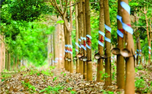 Cổ phiếu Cao su Phước Hòa (PHR) được kỳ vọng vượt đỉnh lịch sử, động lực đến từ đâu?