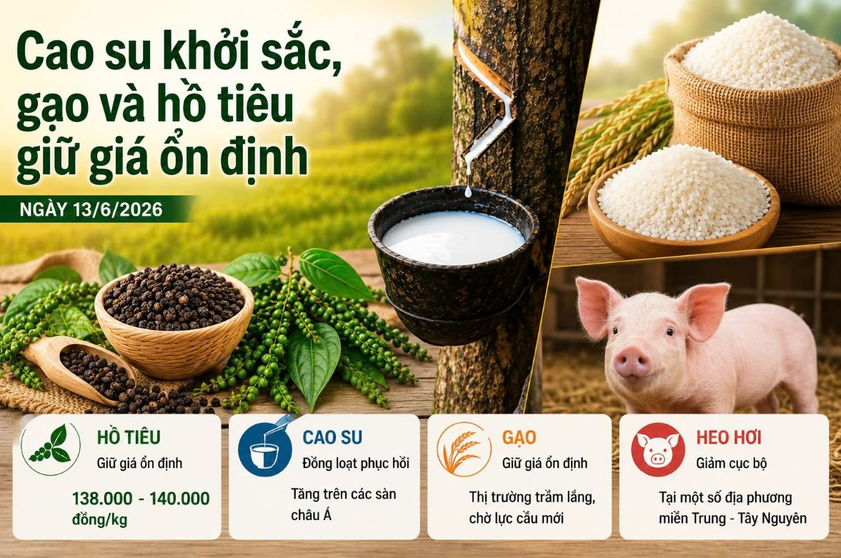 Thị trường hàng hoá ngày 13/6: Cao su khởi sắc, gạo và hồ tiêu giữ giá ổn định