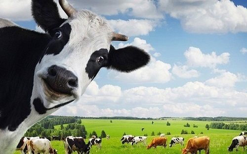 Hơn 3.800 tỷ đồng sắp chảy về "túi" cổ đông Vinamilk
