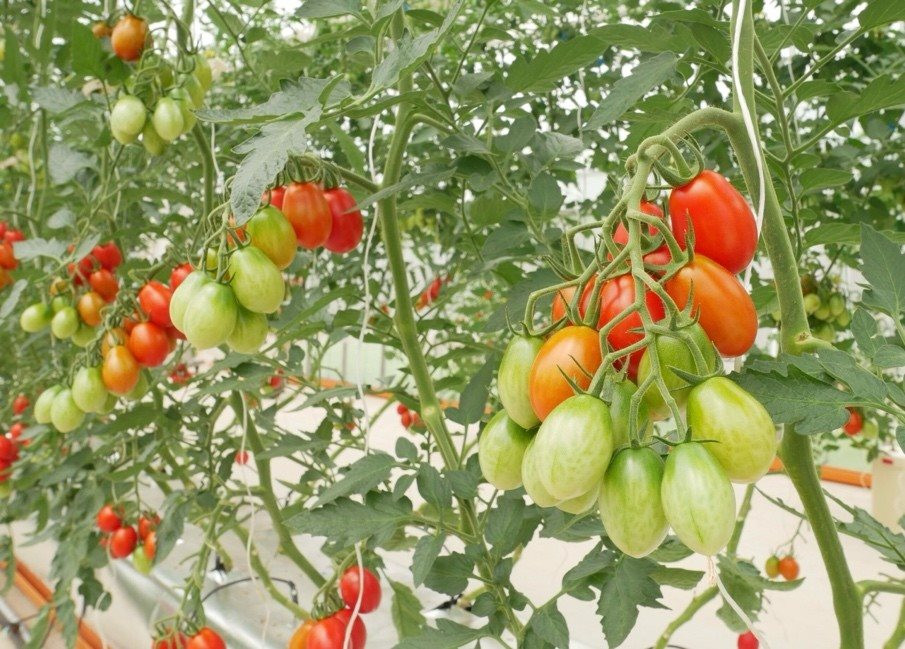 Nghị viện Châu Âu chính thức thông qua Quy định về cây trồng được tạo ra bằng các Kỹ thuật Di truyền Mới