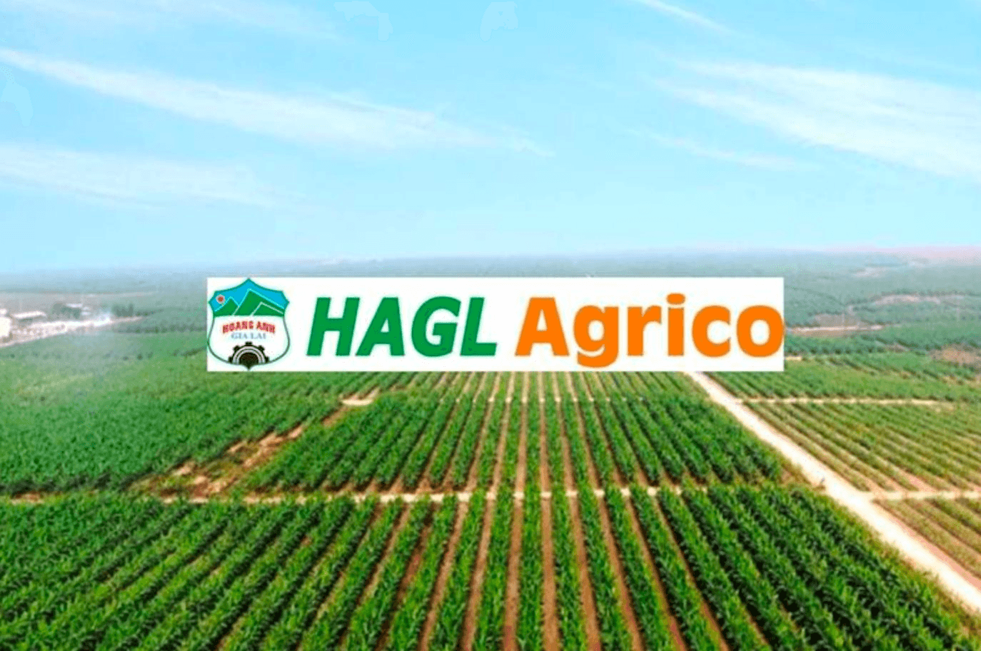 HAGL Agrico sáp nhập ba công ty con tại Lào