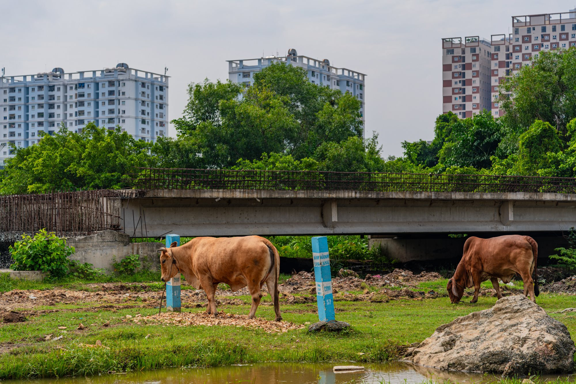 15_vanh-dai-2-tp.hcm.jpg