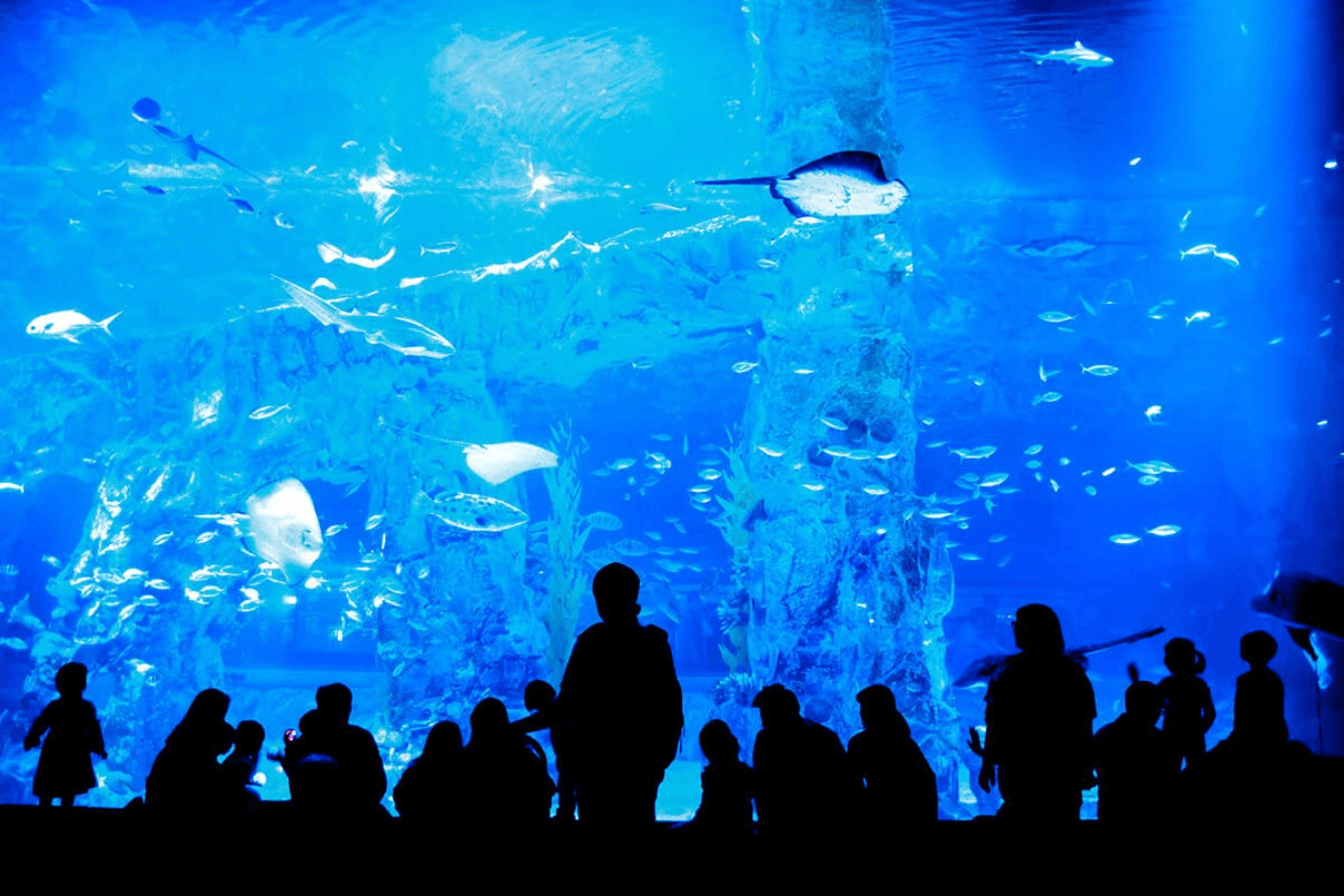 lotte-world-aquarium-han-quoc-1.png