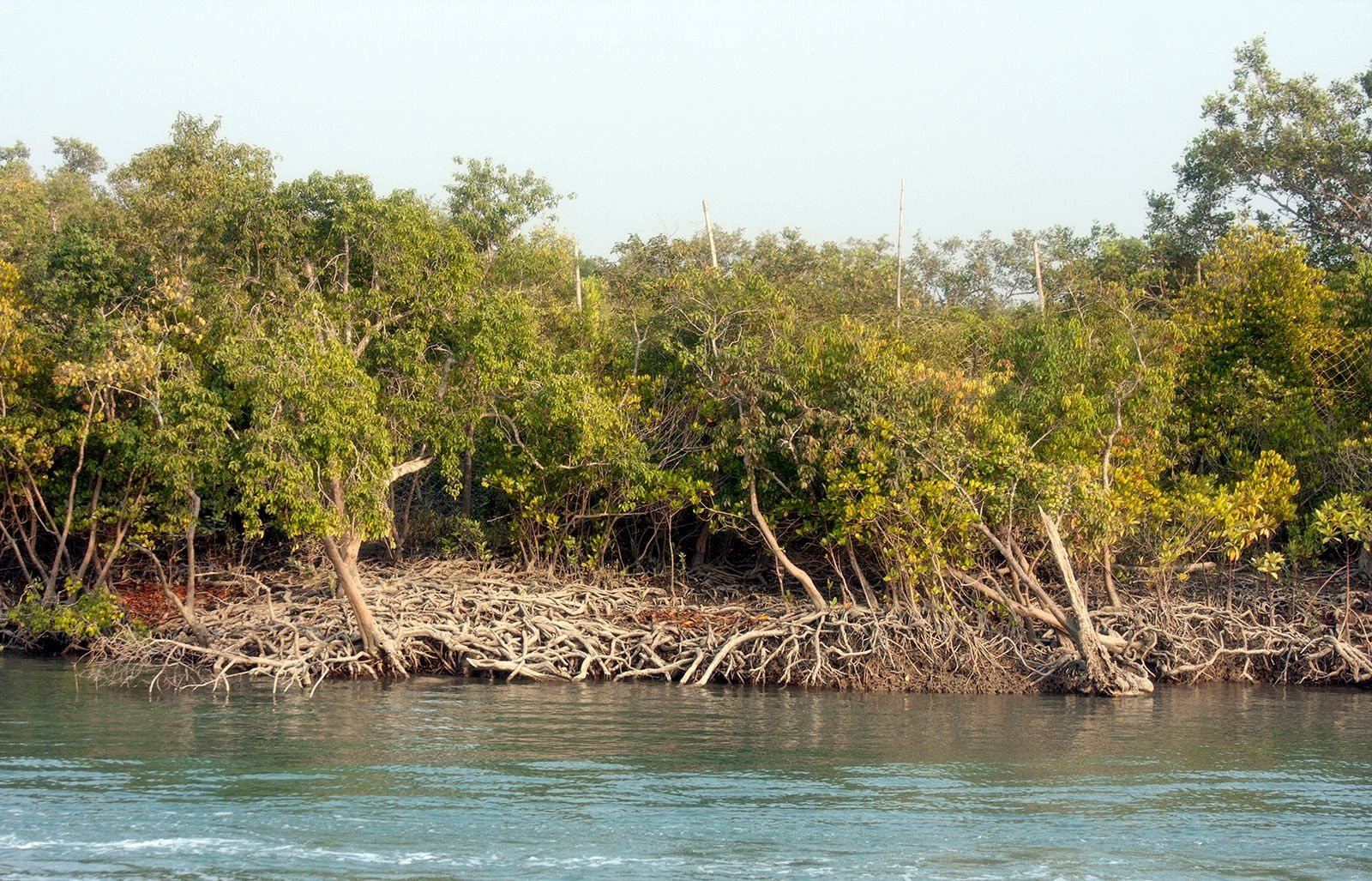 trees-sundarbans.jpg