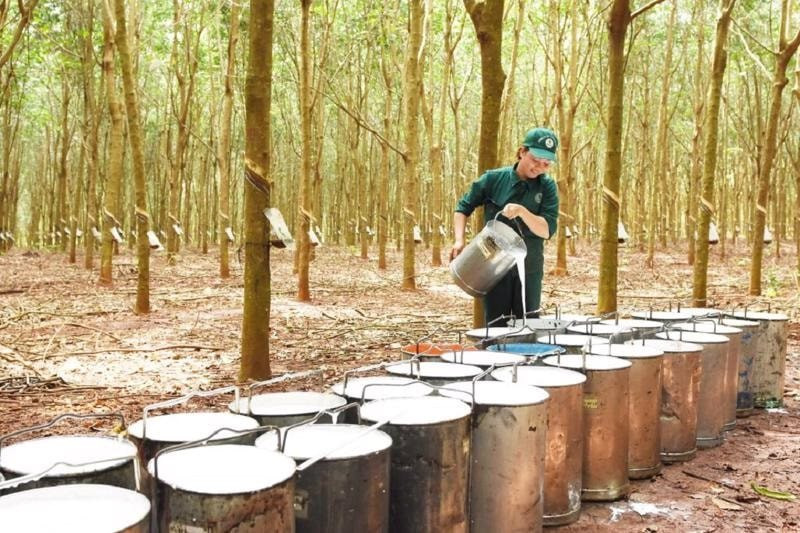 Một doanh nghiệp cao su chuẩn bị chốt ngày thưởng cổ phiếu tỷ lệ 300%