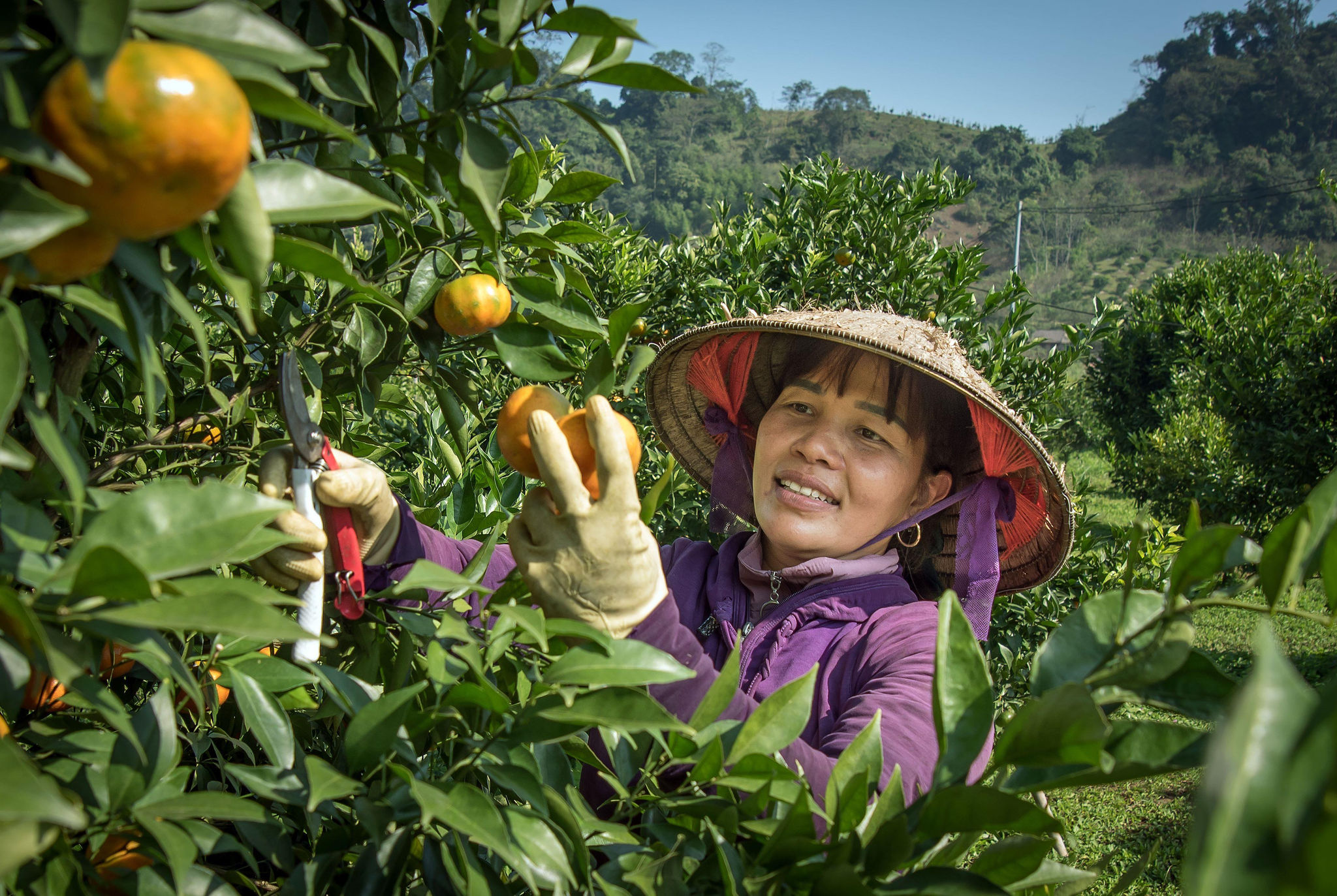 Việt Nam đứng thứ mấy trong bảng xếp hạng các nền kinh tế nông nghiệp lớn nhất thế giới?