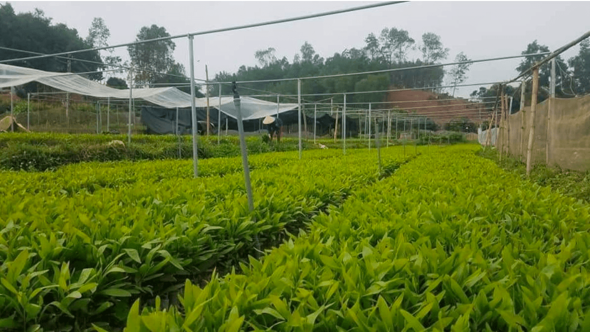 Tỉnh Lạng Sơn đẩy mạnh phát triển 7.500 ha rừng trồng gỗ lớn giai đoạn 2026 – 2030