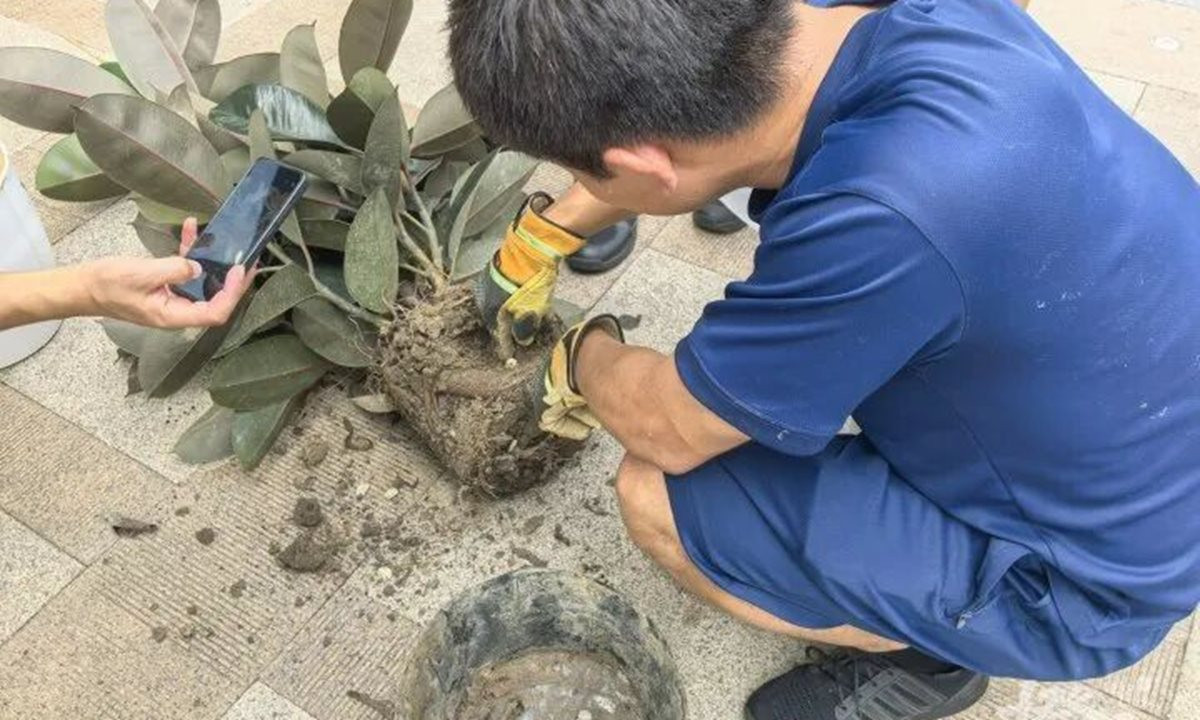 Mua chậu câu cảnh trên mạng với giá hơn 200.000 đồng, nhiều ngày sau chứng kiến cảnh tượng kinh hãi