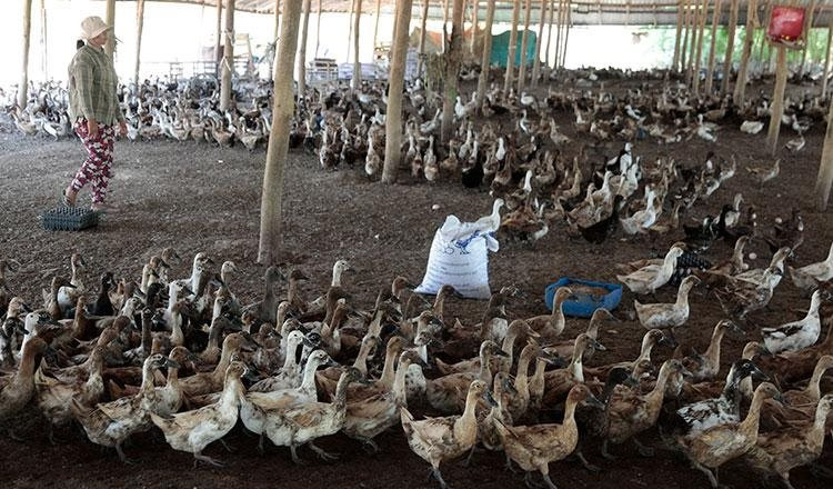 So sánh sản lượng trứng vịt gấp 40 lần tỉnh hơn 100 triệu dân của Trung Quốc, quan chức một tỉnh Campuchia ‘gây bão' dư luận
