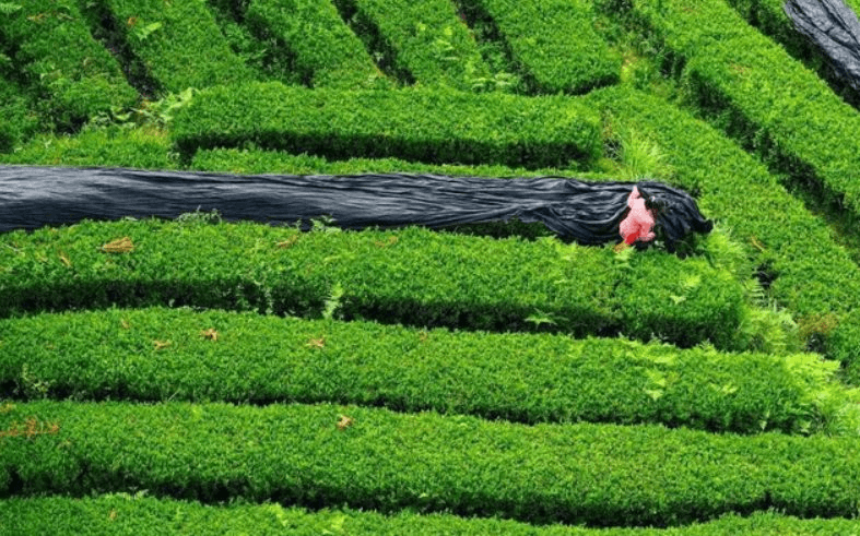 12.000 tấn matcha được cung ứng ra thị trường không phải tới từ Nhật Bản