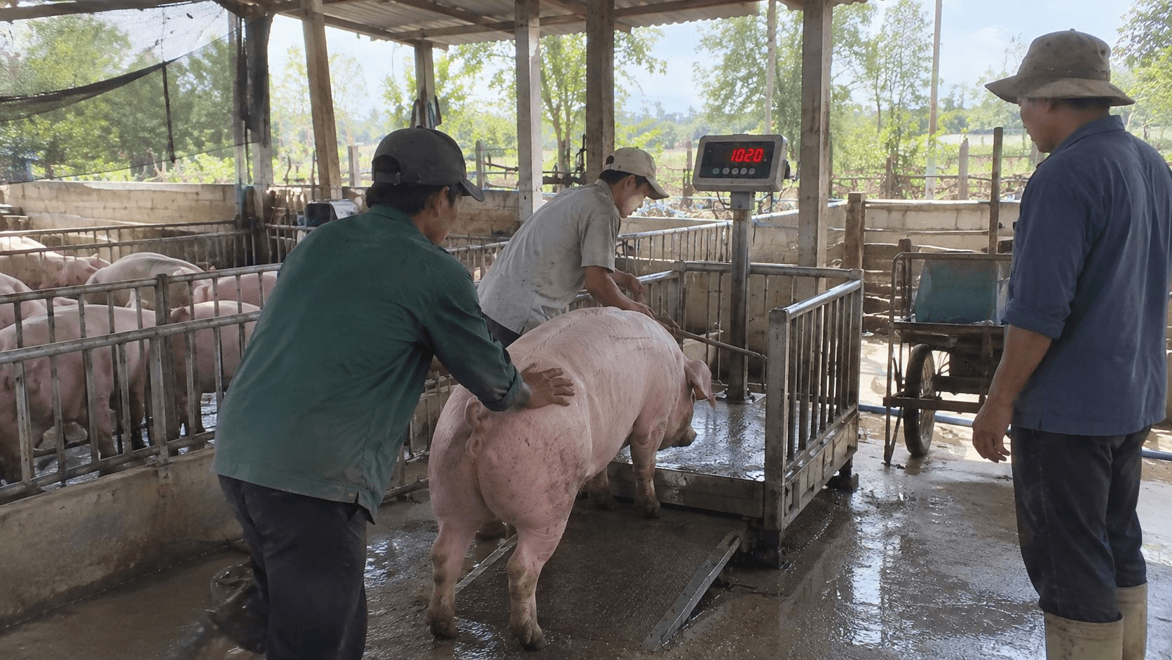 
Thị trường hàng hóa ngày 3/10: Heo hơi giảm sâu, cao su tiếp đà tăng
