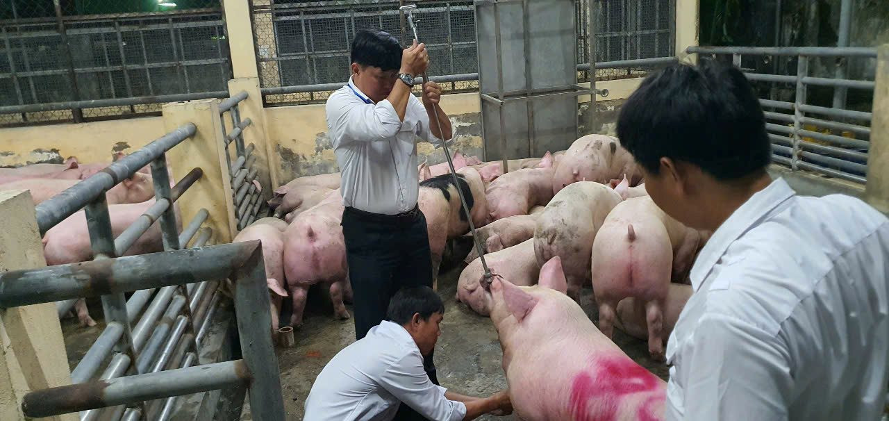 10.000 tấn heo có chất tạo nạc đã được bán tại TP.HCM và nhiều tỉnh, giá trị hơn 600 tỷ đồng
