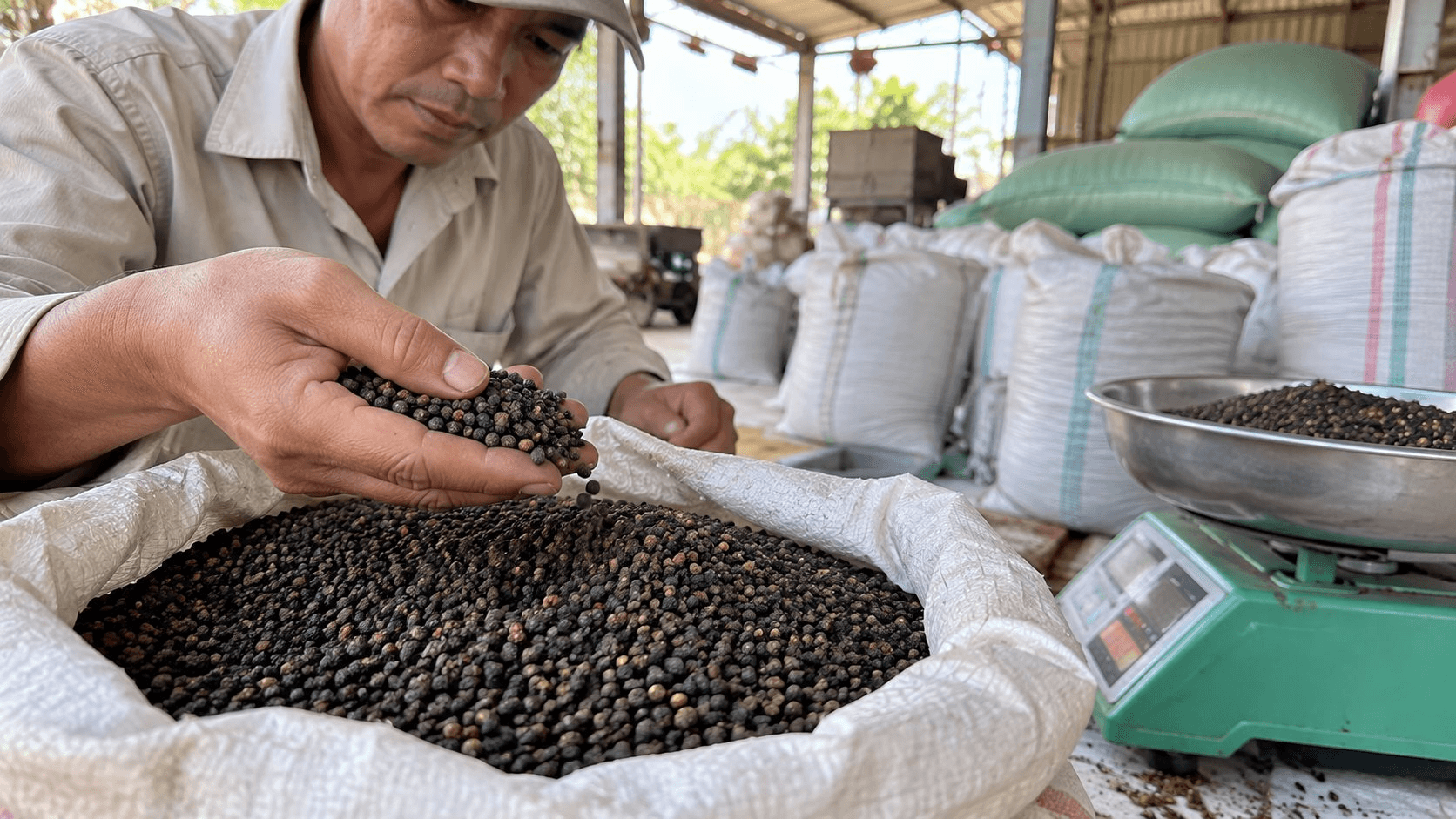 Thị trường hàng hóa ngày 8/10: Giá tiêu giảm mạnh, heo hơi lùi về 53.000 đồng/kg