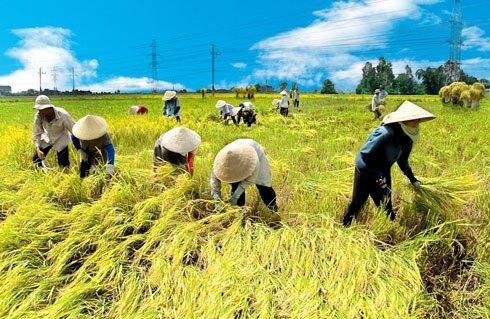 Vụ Đông Xuân 2021-2022: Không trồng lúa bằng mọi giá