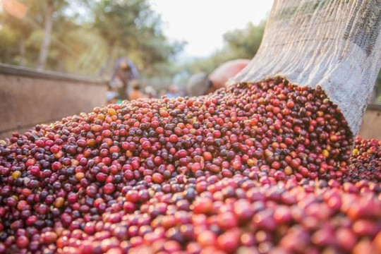 Giá cà phê nguyên liệu "đủng đỉnh" tăng, nông dân vẫn chưa có lãi