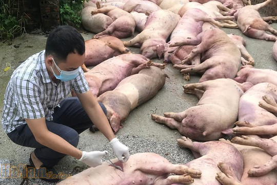 Thủ tướng ban hành Chỉ thị khẩn về Dịch tả lợn Châu phi