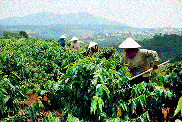 Phát triển bền vững ngành cà phê Tây Nguyên