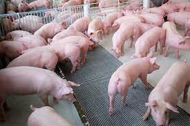 Dự báo giá lợn hơi năm 2022 ít có sự đột phá