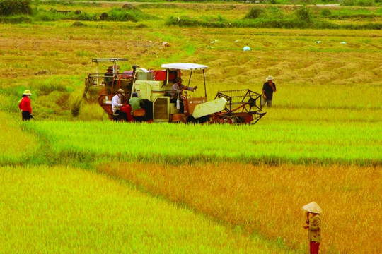 Cần Thơ và Hưng Yên được chuyển mục đích sử dụng hàng chục ha đất lúa 