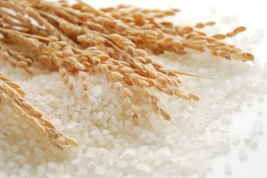 Thị trường xuất khẩu gạo hồi phục sau đại dịch Covid-19
