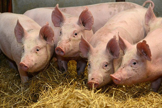 Kỳ vọng tổng cầu thực phẩm tăng sẽ thúc đẩy giá lợn tăng
