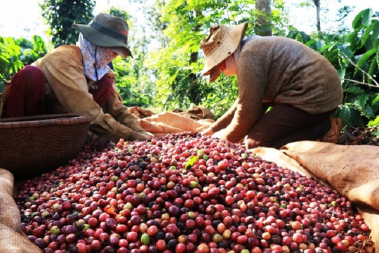 Nông dân thiếu vốn đầu tư, dự báo sản lượng cà phê năm 2022 sẽ thấp 