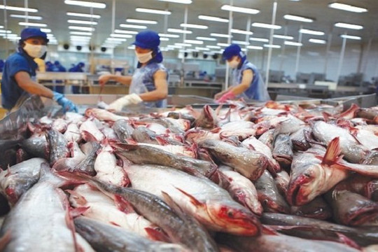 Dự báo xuất khẩu cá tra sẽ tiếp đà tăng mạnh