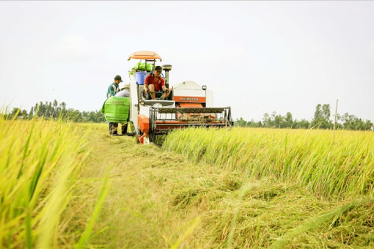 Hậu Giang được chuyển mục đích sử đất trồng lúa sang đất phi nông nghiệp