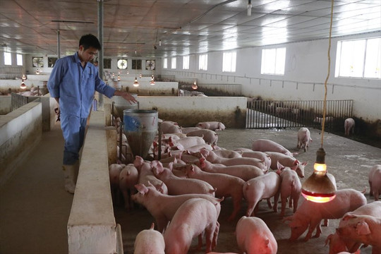 Giá thức ăn tăng “phi mã”, người chăn nuôi lợn lo lỗ vốn