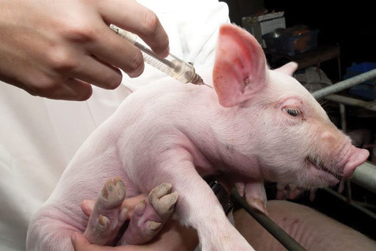 Vaccine dịch tả lợn Châu Phi của Việt Nam có giá khoảng 35.000 đồng/liều
