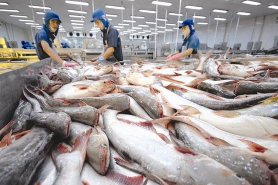 Cơ hội gia tăng thị phần cá tra tại châu Âu