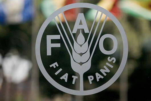Nhật Bản hỗ trợ FAO 17 triệu USD để bảo quản ngũ cốc ở Ukraine