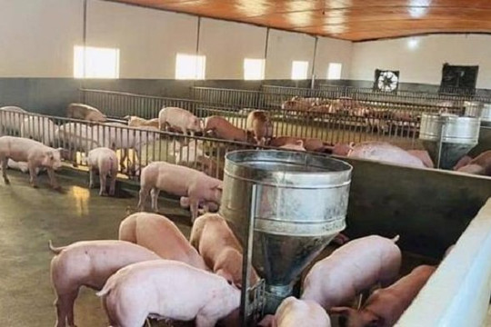 Giá lợn hơi đang tiến đến mốc hơn 60.000 đồng/kg