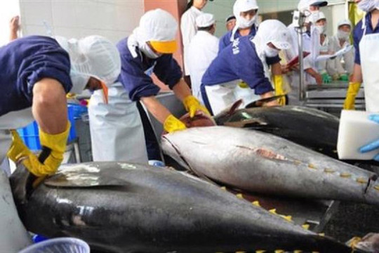 Kim ngạch xuất khẩu cá ngừ sang Pháp tăng mạnh