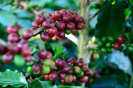 Cà phê dẫn đầu xu hướng tăng của nhóm nguyên liệu công nghiệp