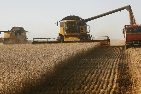 Lúa mì dẫn đầu đà giảm của thị trường nông sản