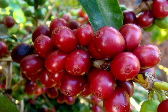 Giá cà phê Arabica bật tăng gần 5%