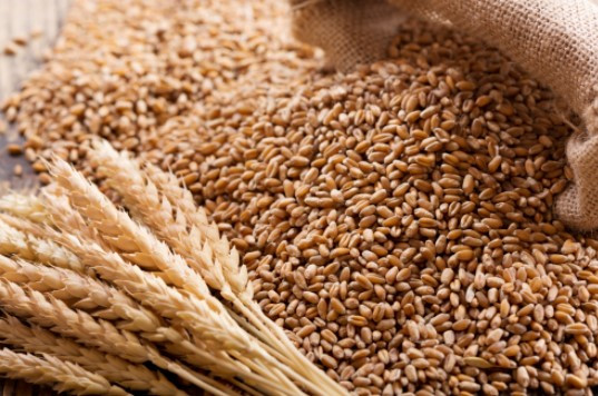 Những lo ngại đến từ Ukraine đẩy giá lúa mì giảm mạnh