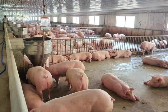 Giá lợn hơi dấu hiệu hạ nhẹ tại thị trường miền Bắc