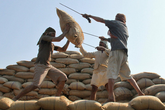 Nước xuất khẩu gạo lớn nhất thế giới "ra tay", giá gạo quốc tế sẽ tăng?
