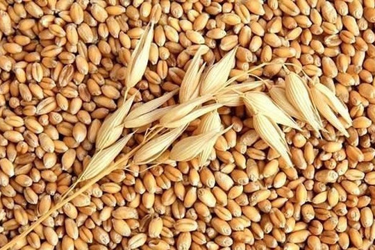 Nhu cầu suy yếu đẩy giá lúa mì giảm mạnh