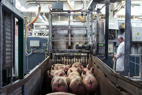 Hàn Quốc gỡ bỏ hạn chế thương mại với thịt lợn và gia cầm của EU