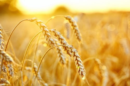 Nguồn cung thắt chặt đẩy giá lúa mì bật tăng 