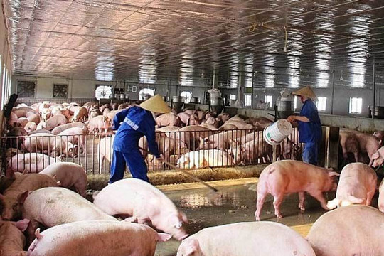 Giá lợn hơi giảm, nông dân “ngại” tái đàn