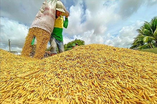 Nguồn cung gạo trong nước đang dần giảm 