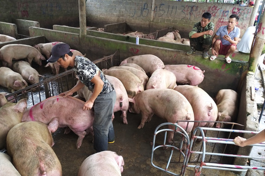 Đầu vào ngành sản xuất thức ăn chăn nuôi tăng cao, giá lợn hơi khó giảm